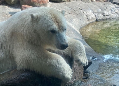 Isbjørn i Zoo foto Jens Bak Rasmussen