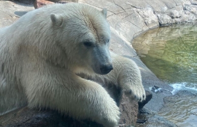 Isbjørn i Zoo foto Jens Bak Rasmussen